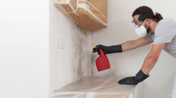 Professional Basement Mold Remediation technician working in Bergheim, TX